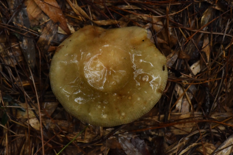 近黑紫红菇