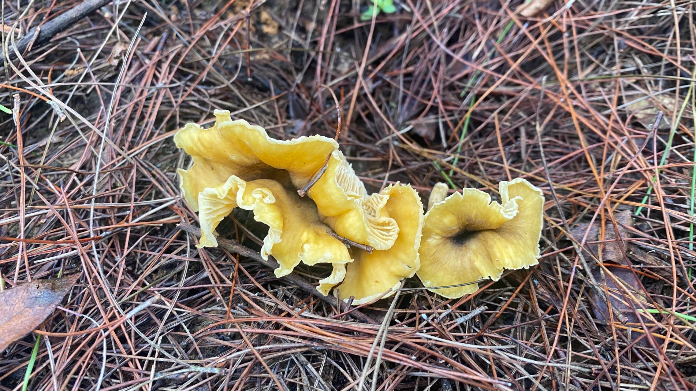 华南鸡油菌