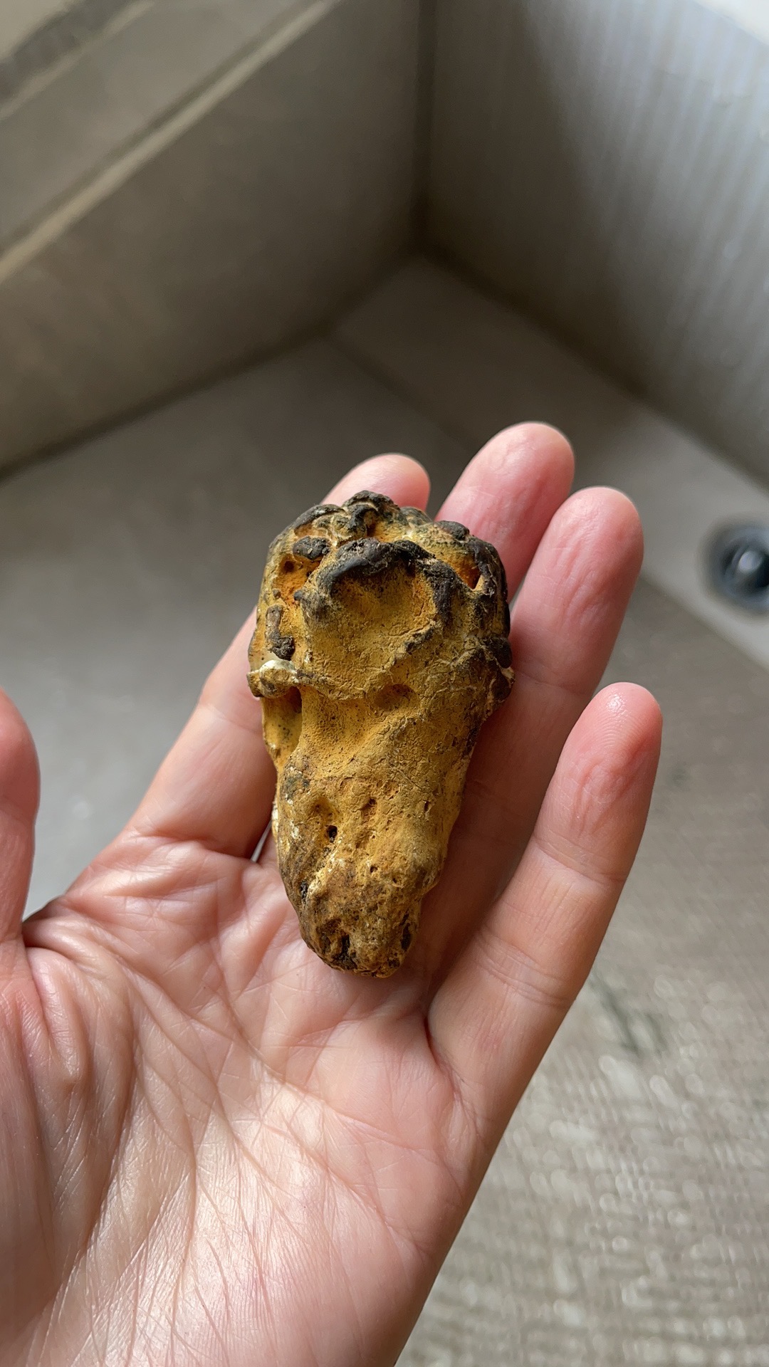 奇丝地花和亚高山齿菌