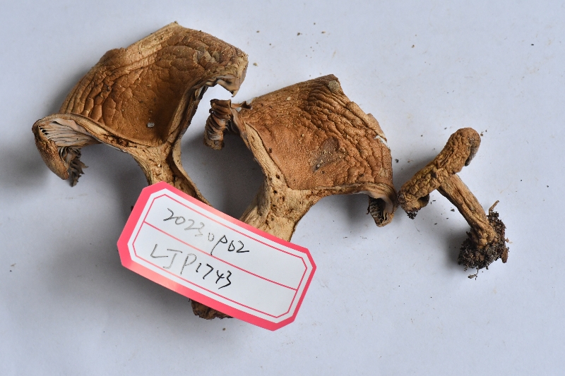 Russula sp.