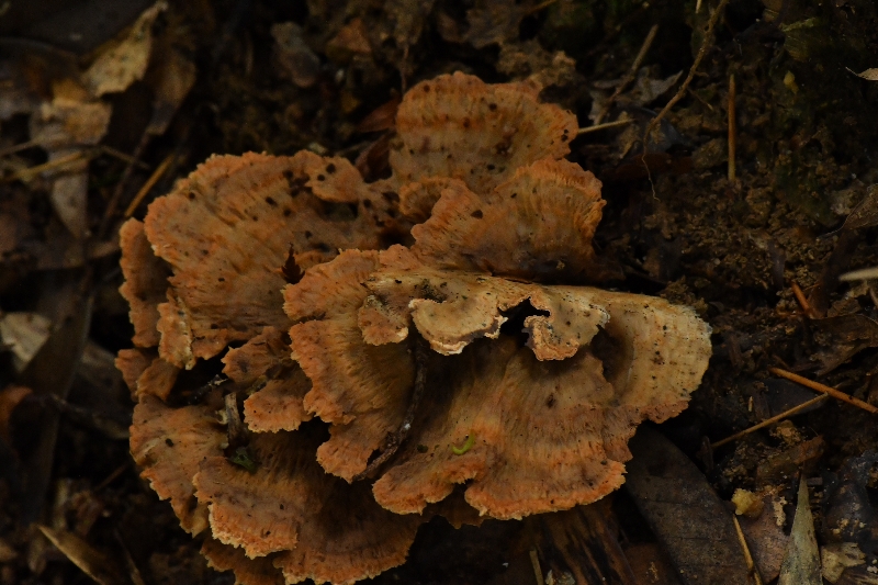 橙黄革菌