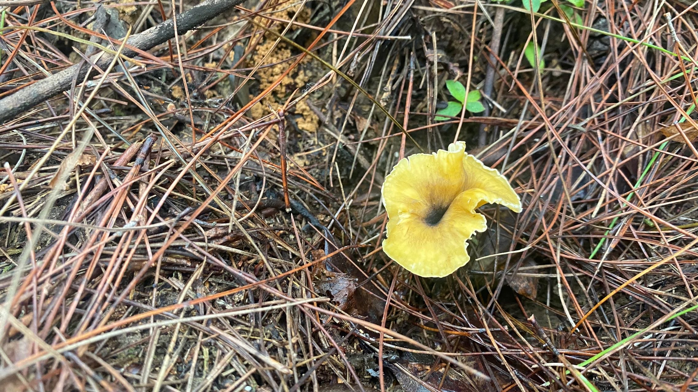 华南鸡油菌
