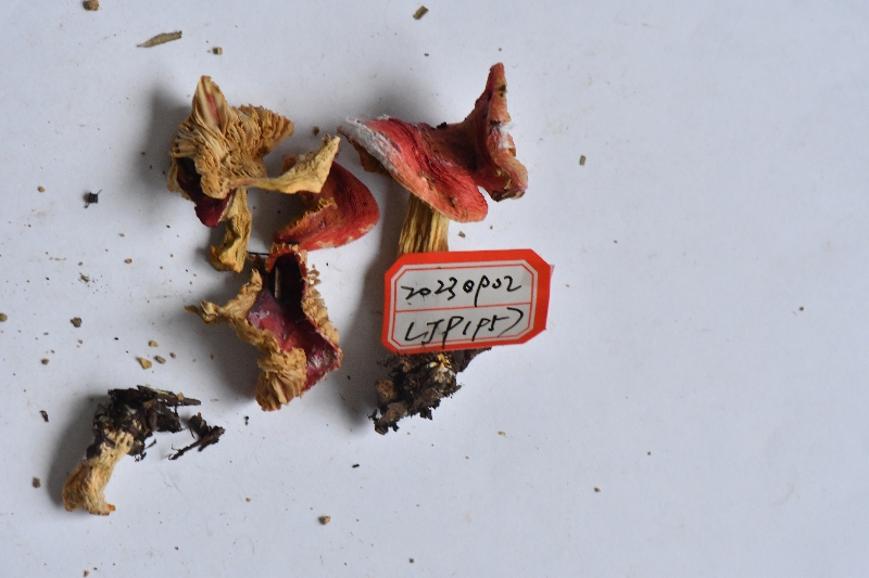 近血红色红菇