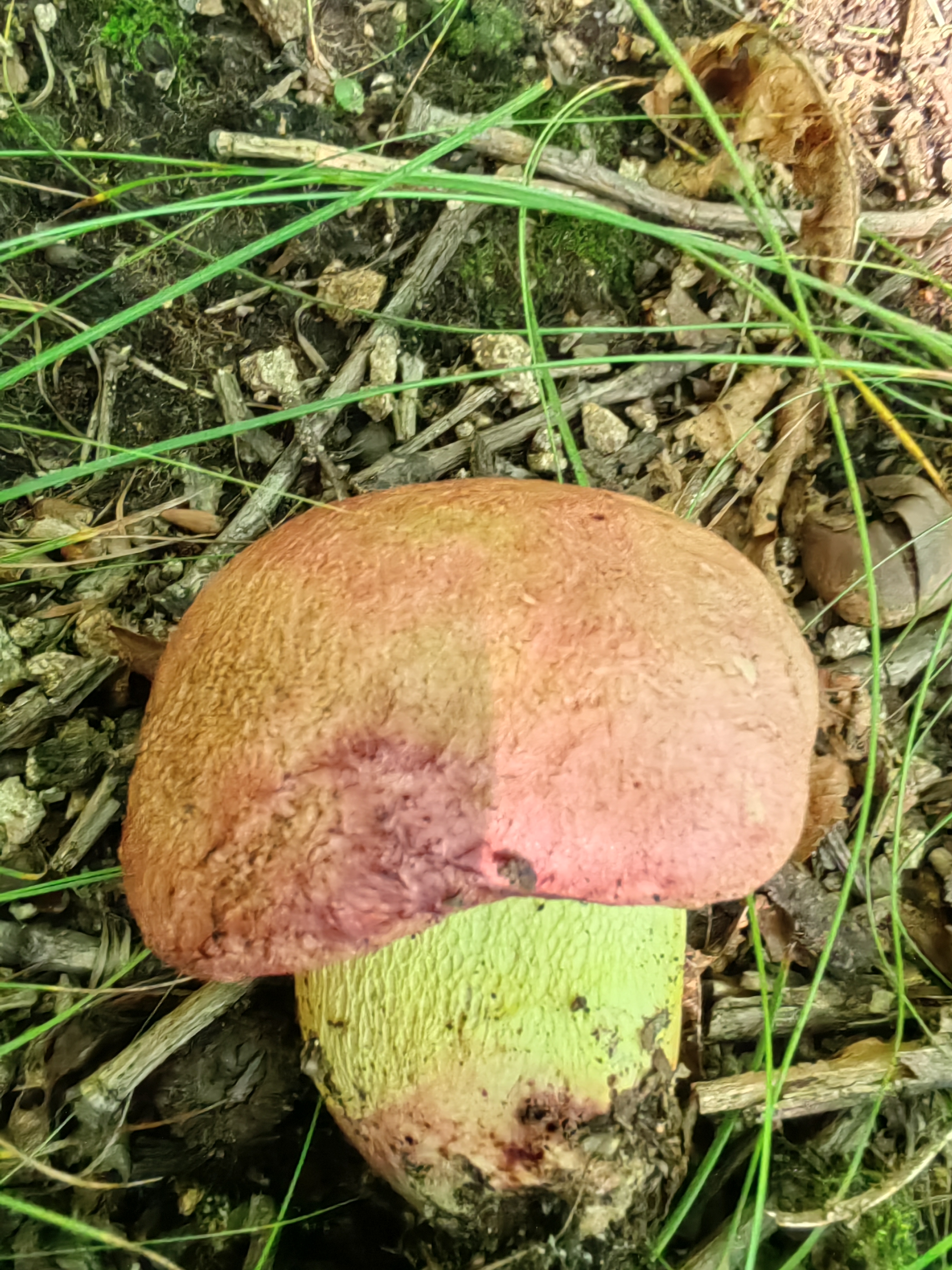 中华桃红黄肉牛肝菌