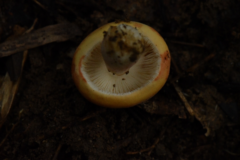 鳞盖红菇