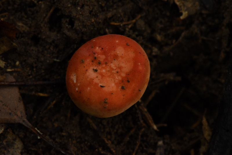 鳞盖红菇