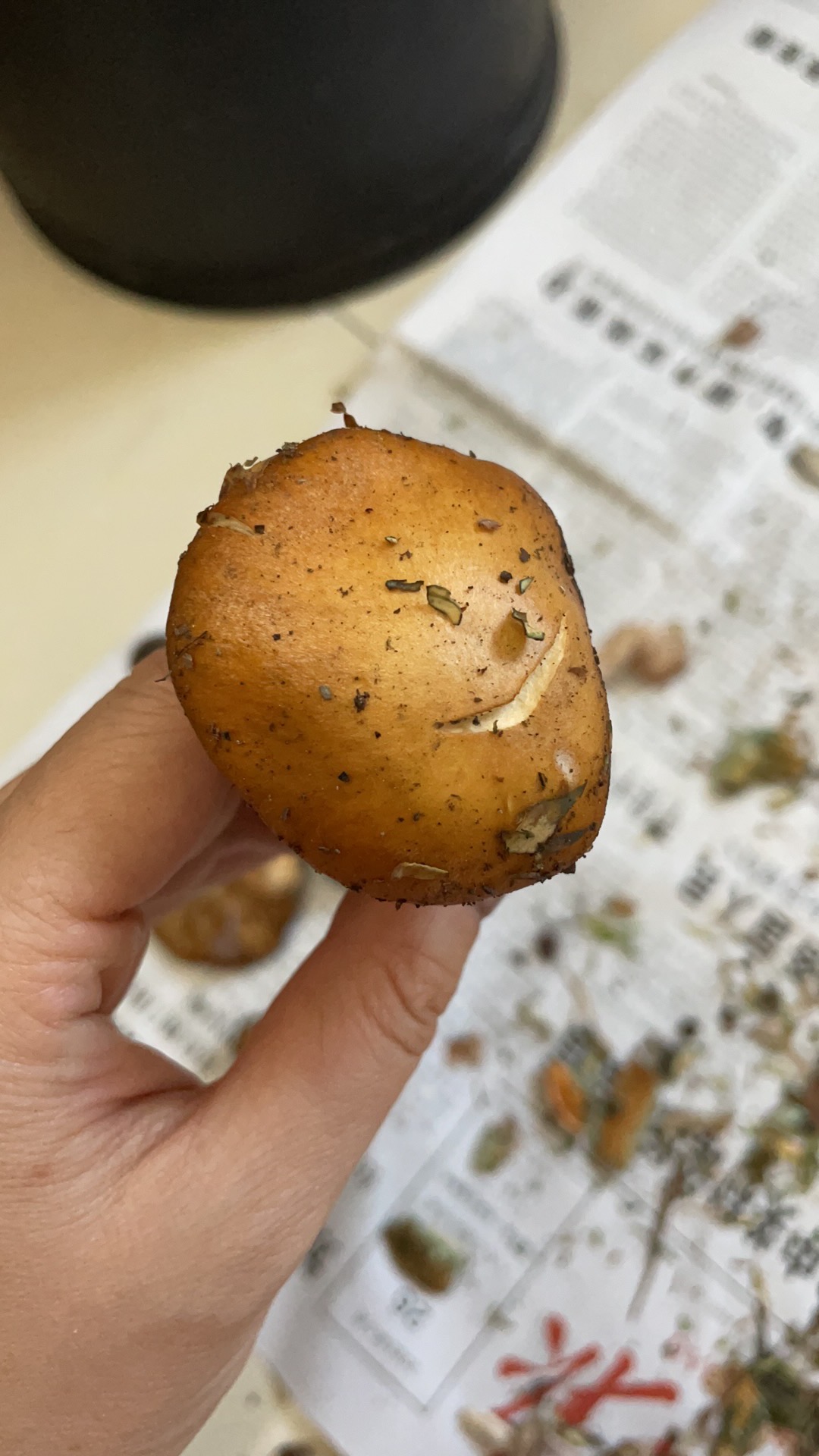 多形萨氏丝膜菌