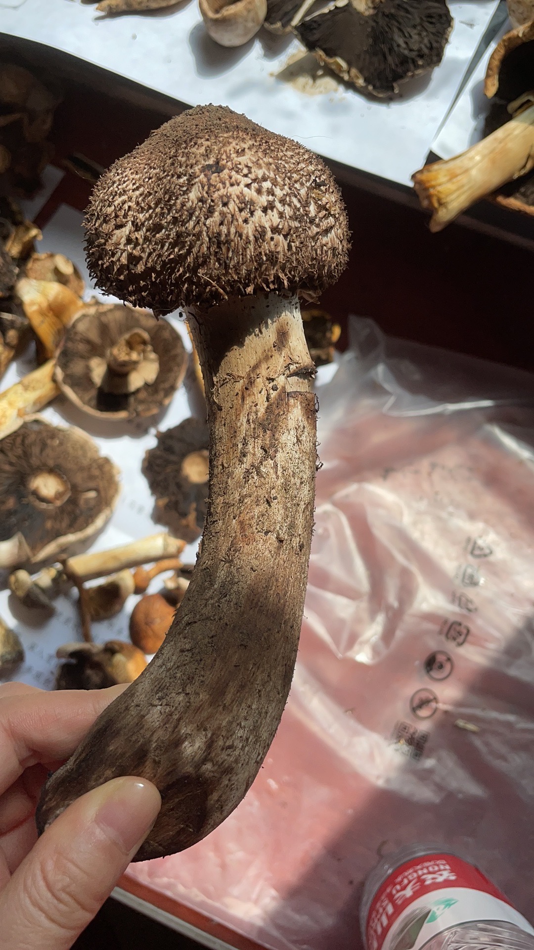 可能是新种，有待进一步研究