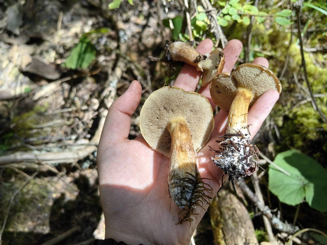 有毒新牛肝菌