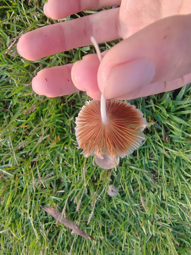 标本照片