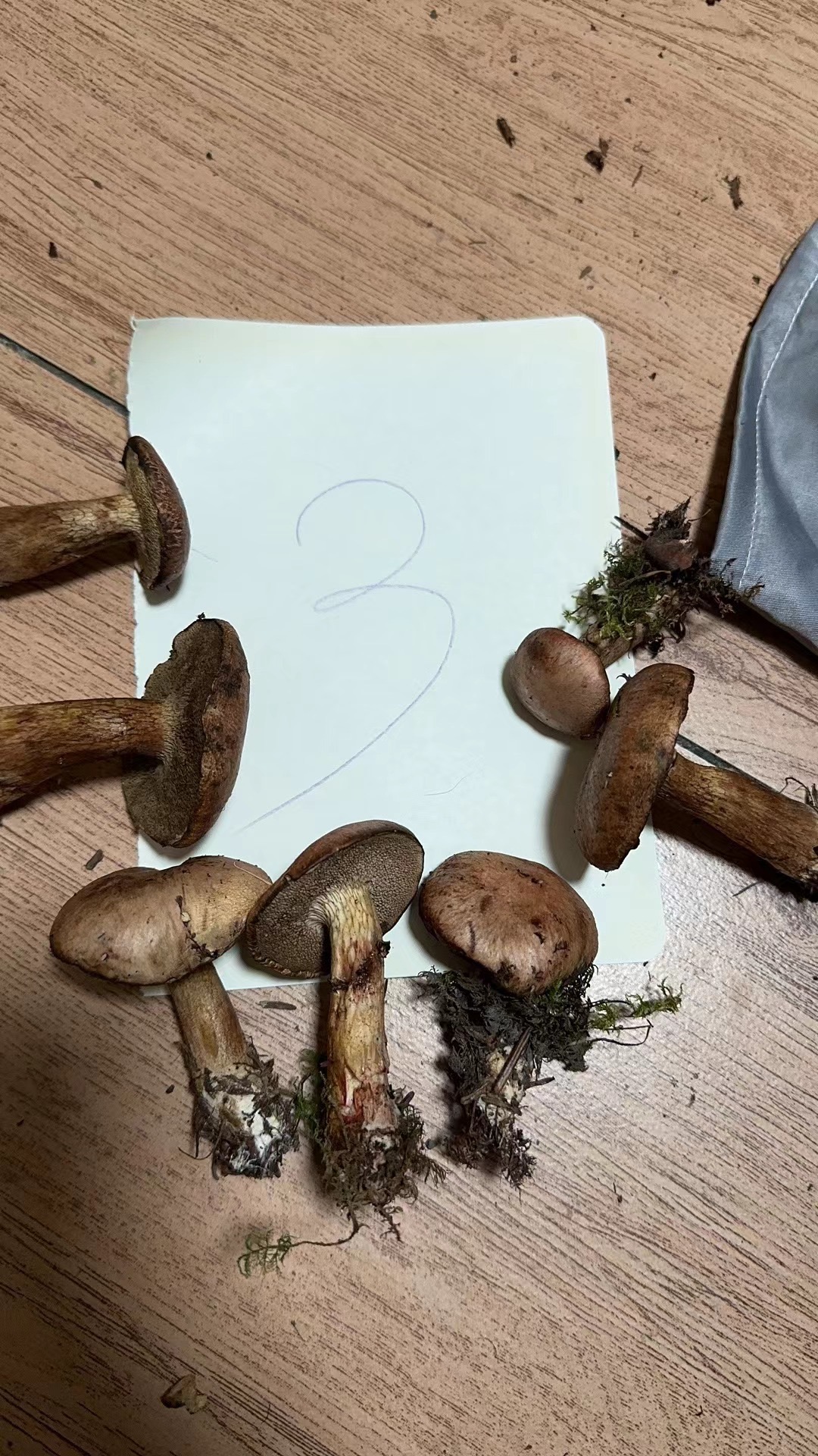 有毒新牛肝菌