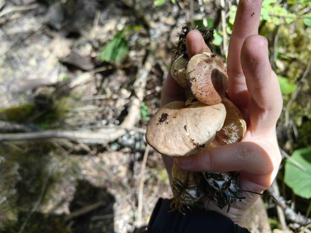 有毒新牛肝菌