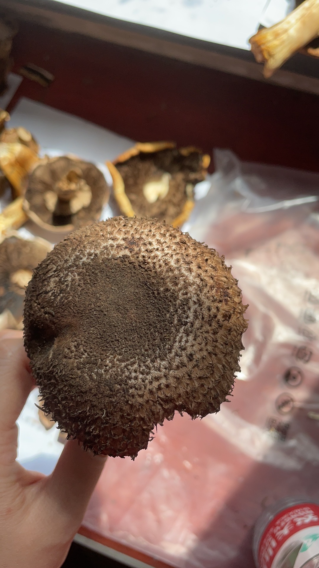 可能是新种，有待进一步研究