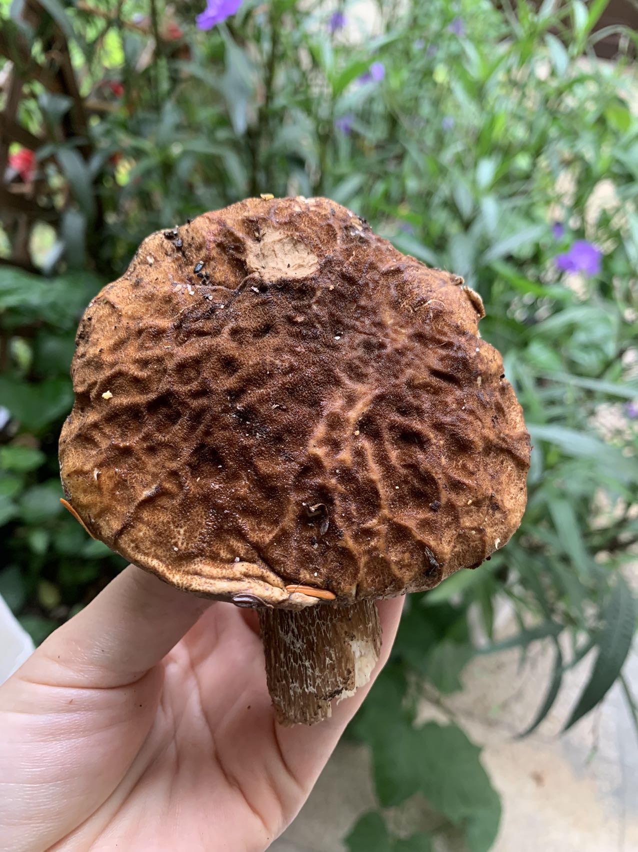 网盖牛肝菌