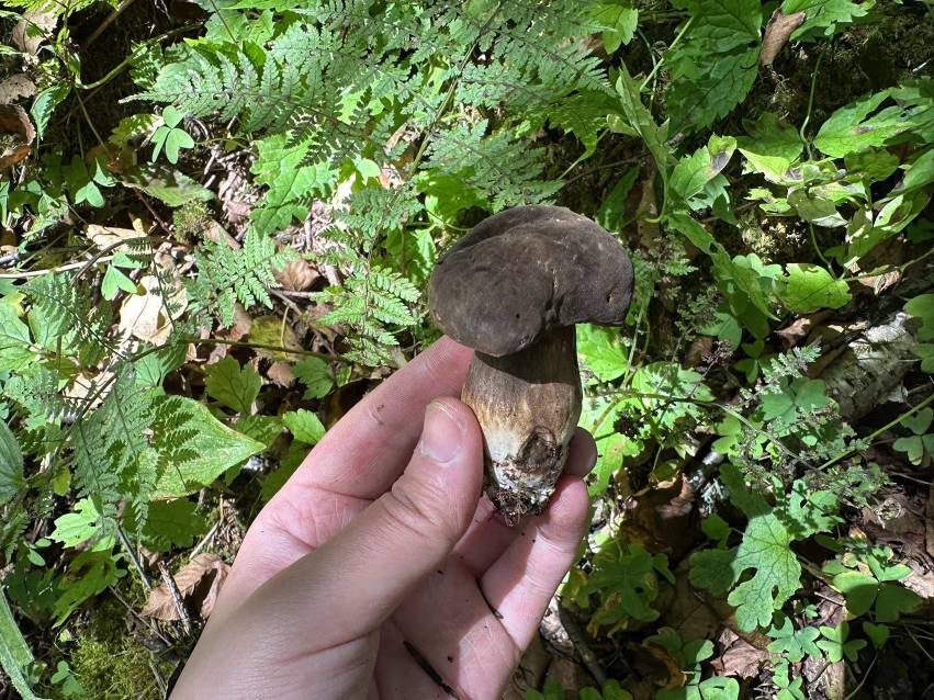 有毒新牛肝菌