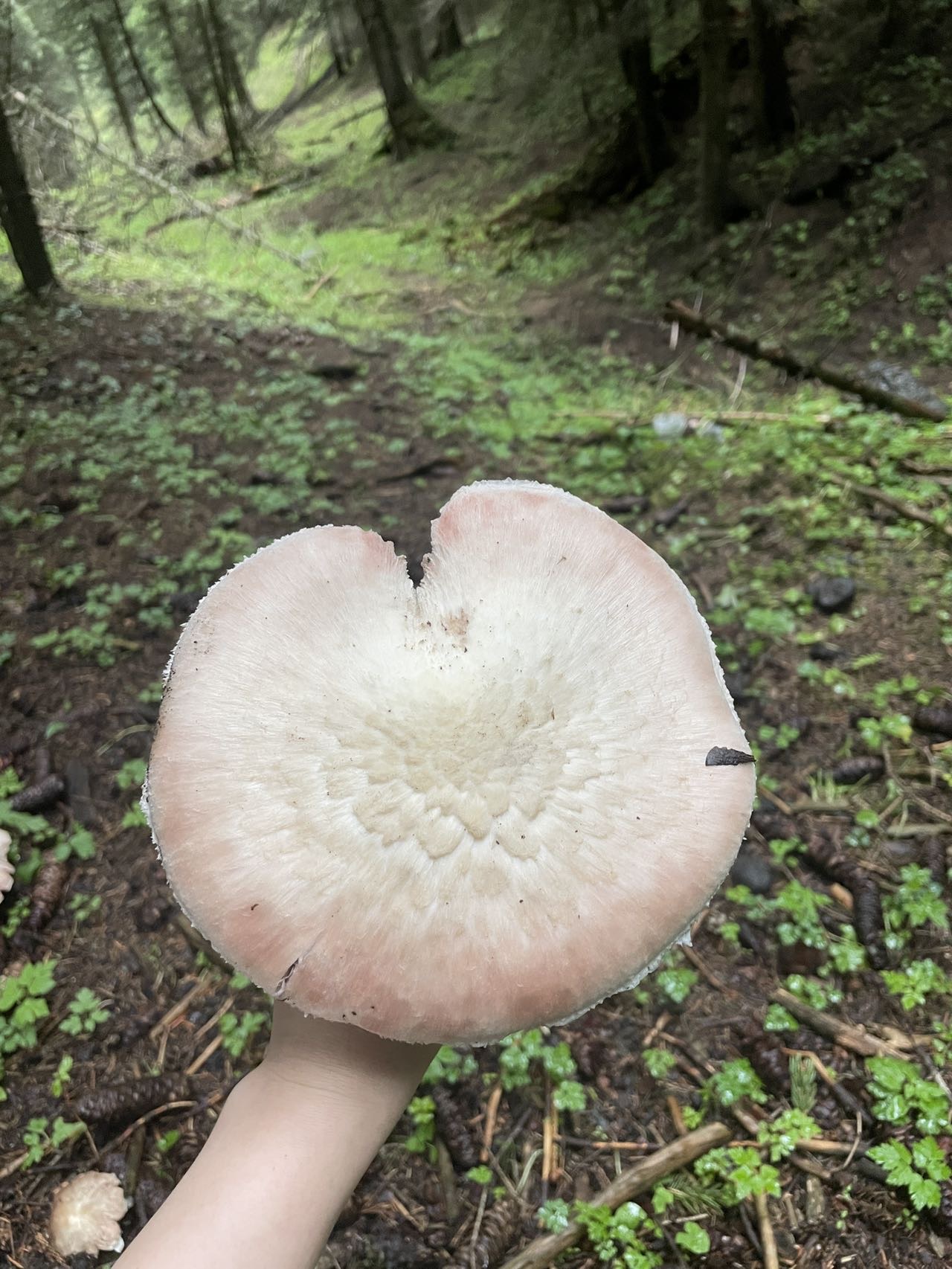 双生蘑菇