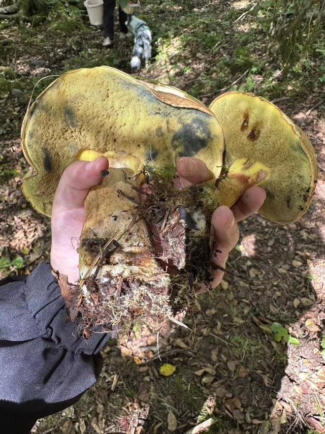 有毒新牛肝菌