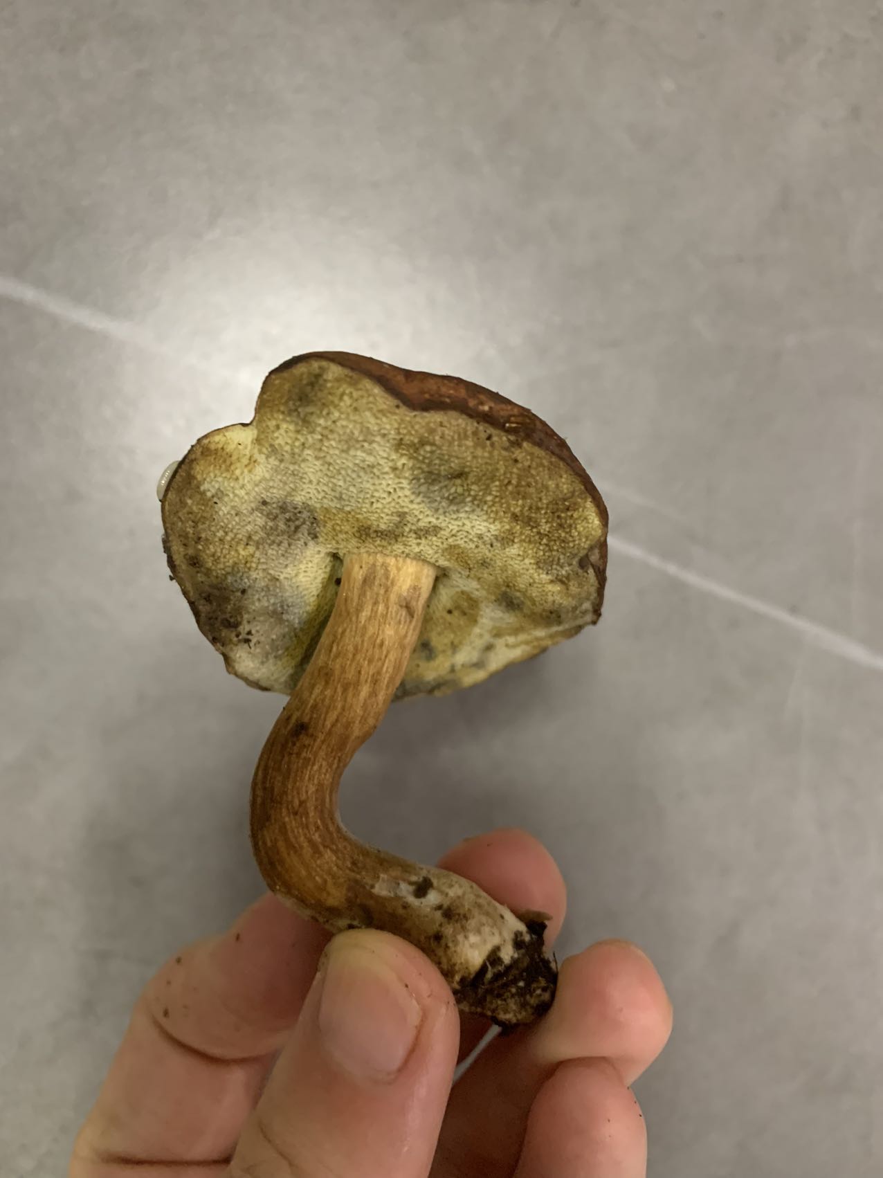 亚高山栗色牛肝菌