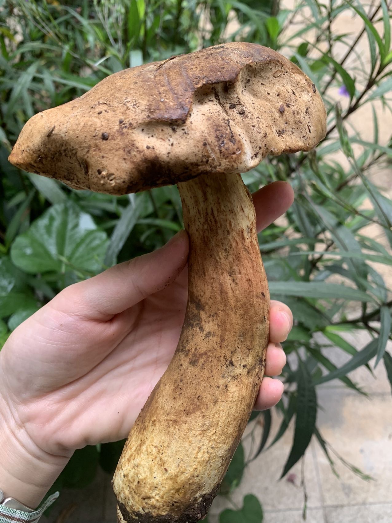 有毒新牛肝菌