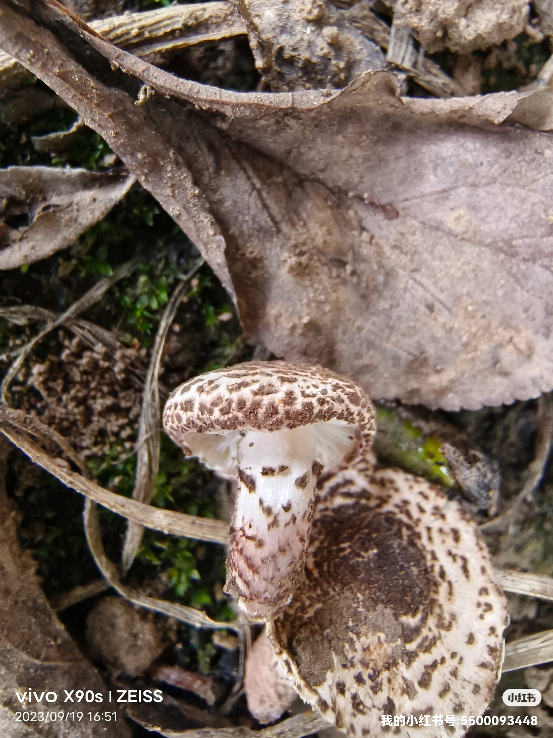 肉褐鳞环柄菇