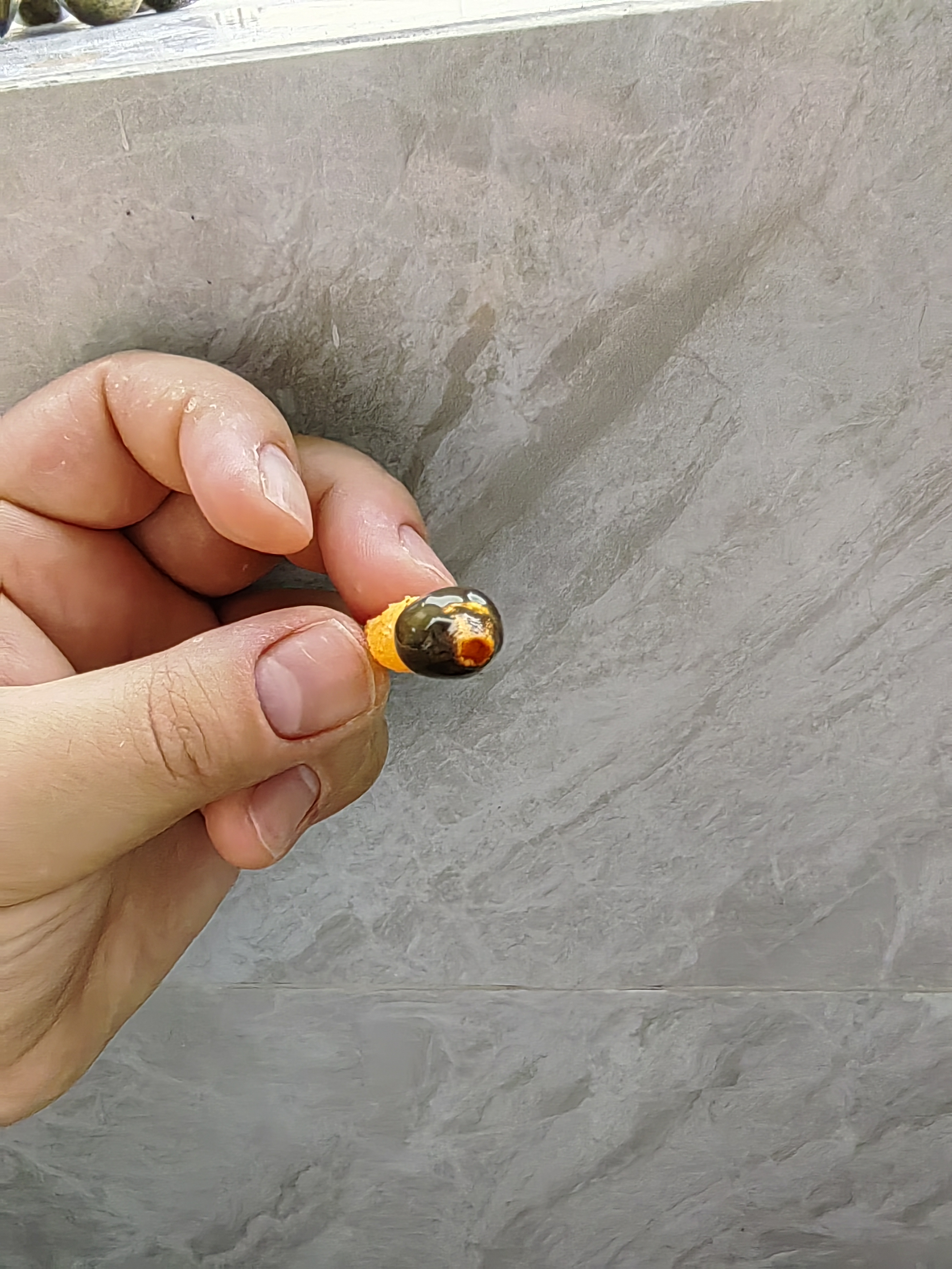 橙黄鬼笔参照种