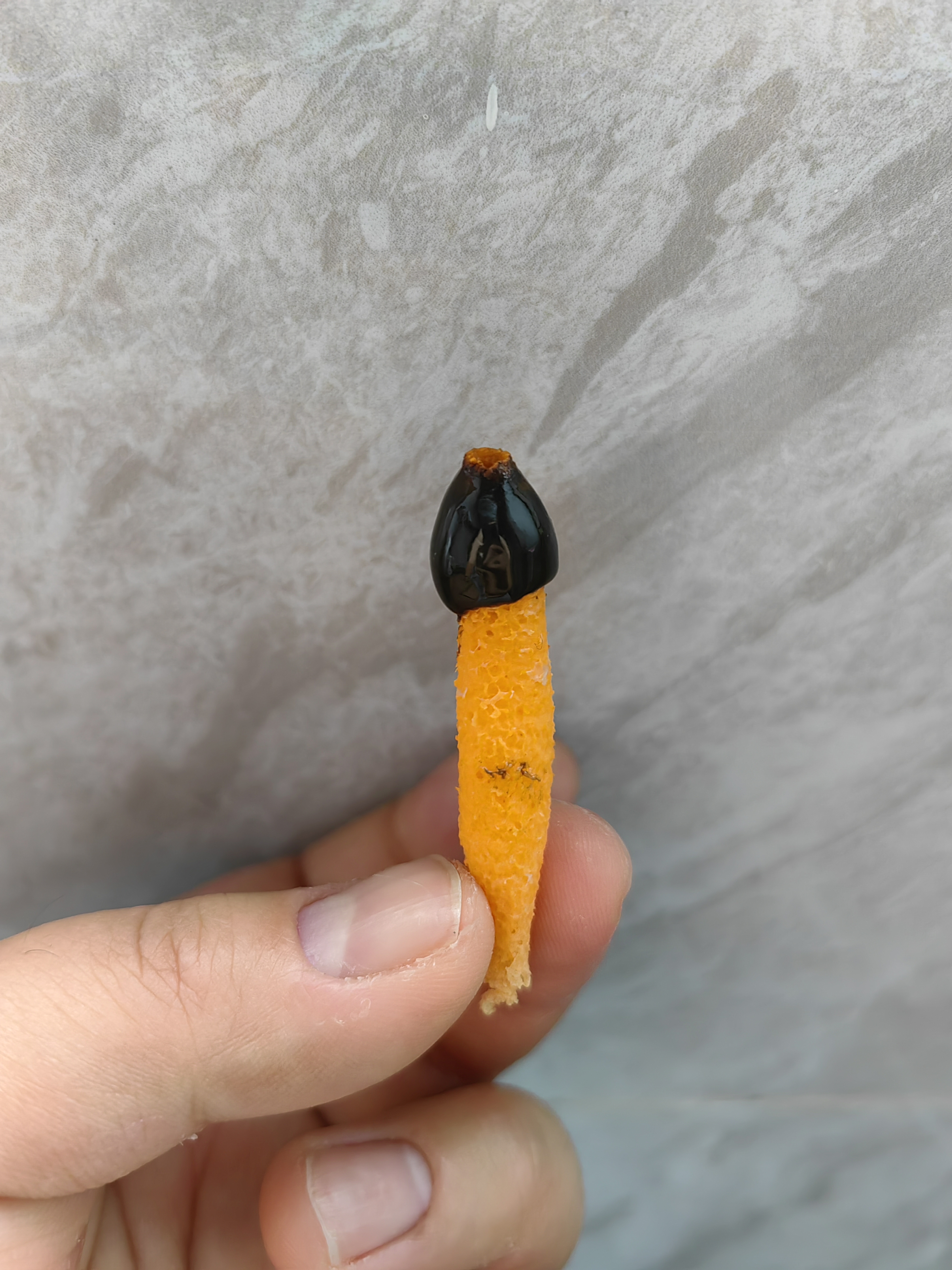 橙黄鬼笔参照种
