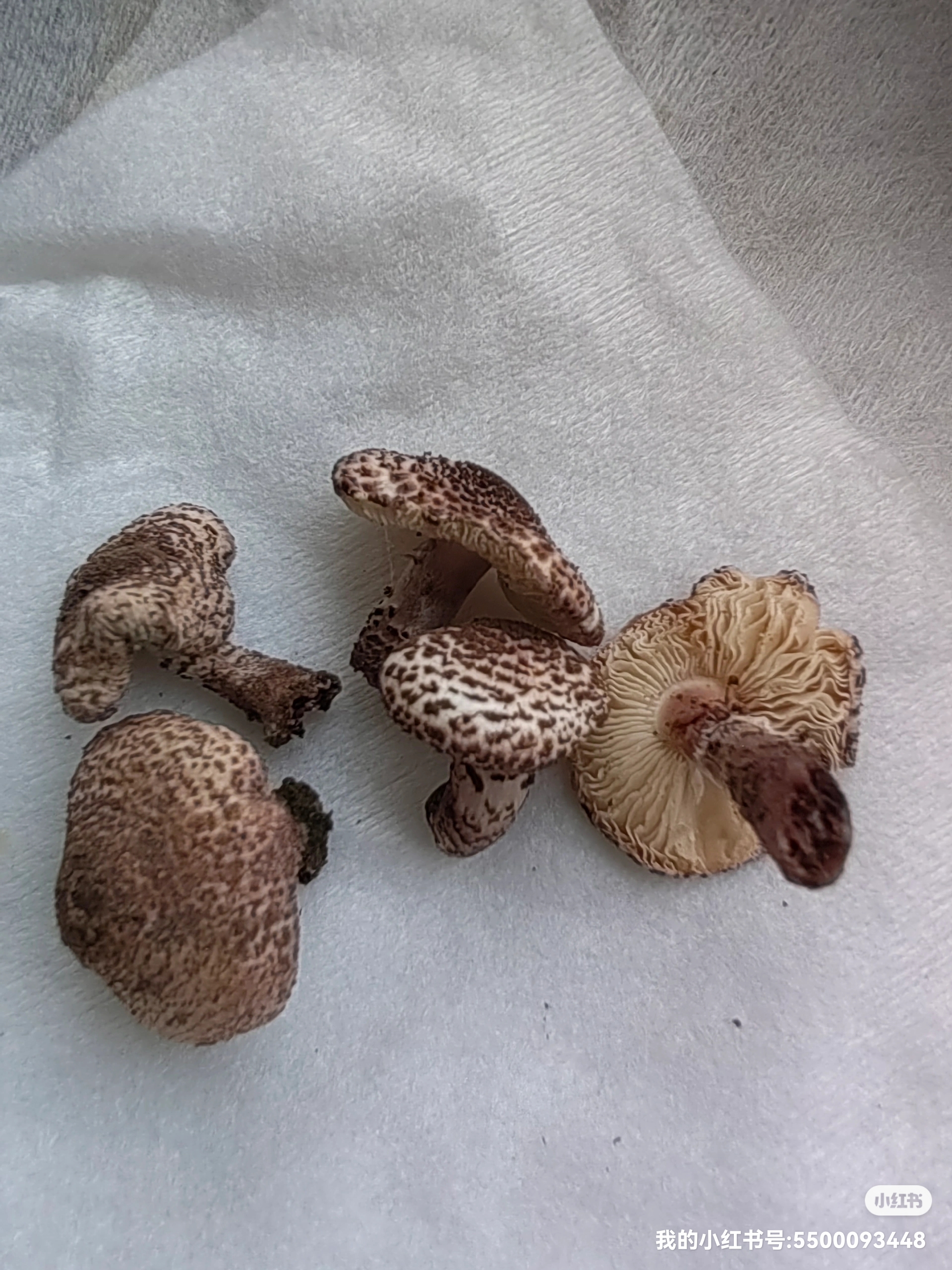 肉褐鳞环柄菇