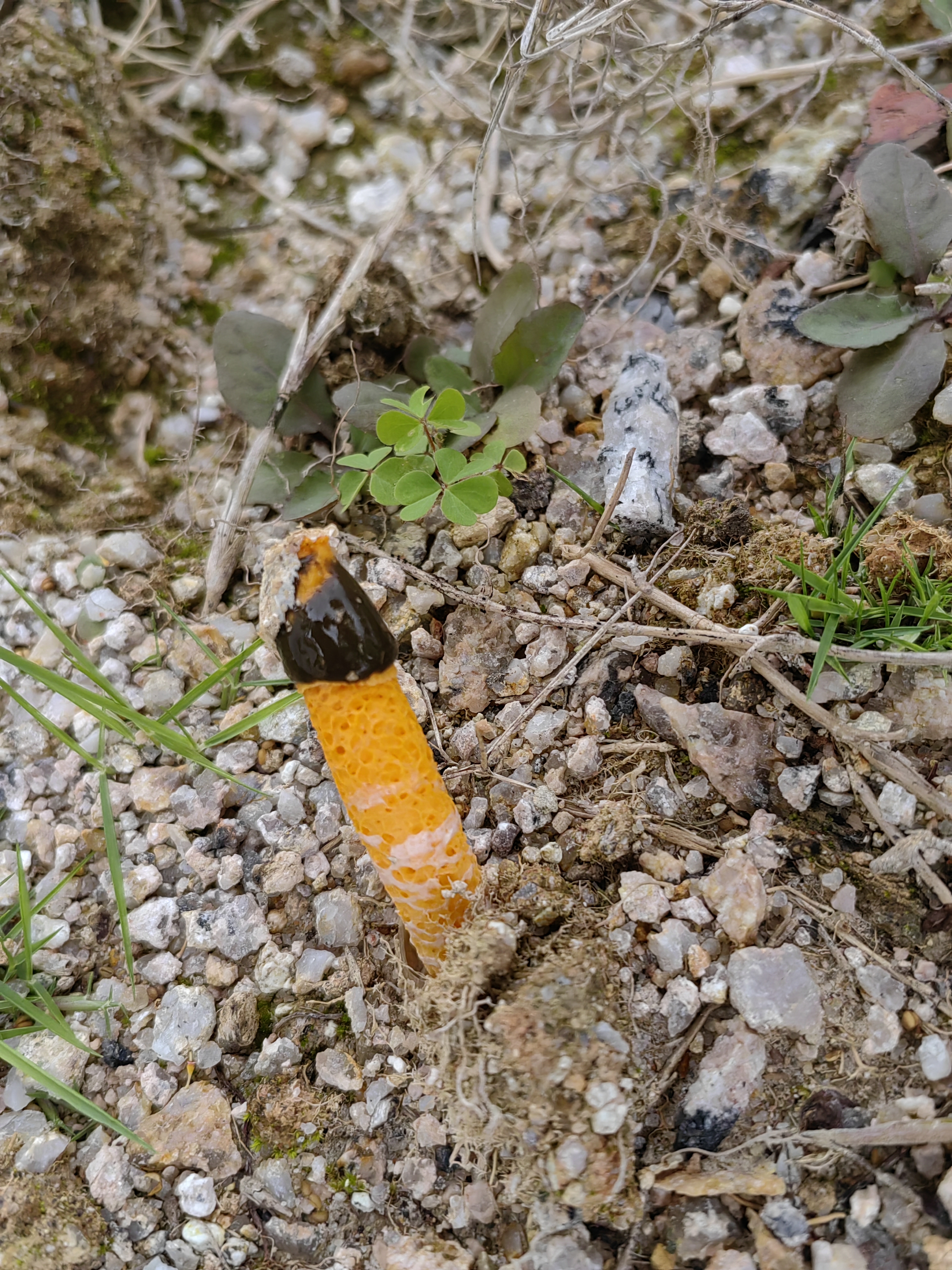 橙黄鬼笔参照种