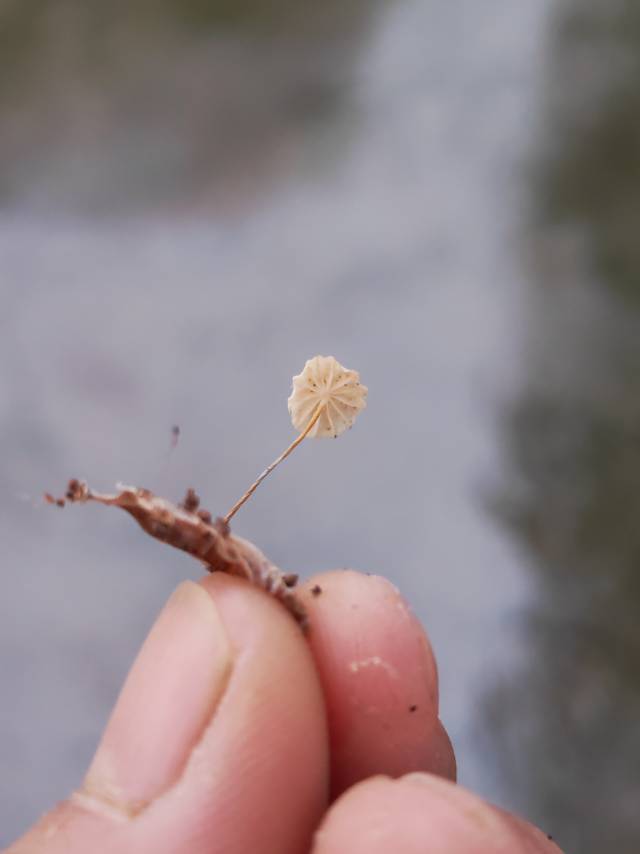 叶生小皮伞
