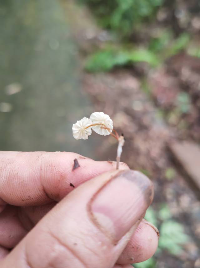 叶生小皮伞