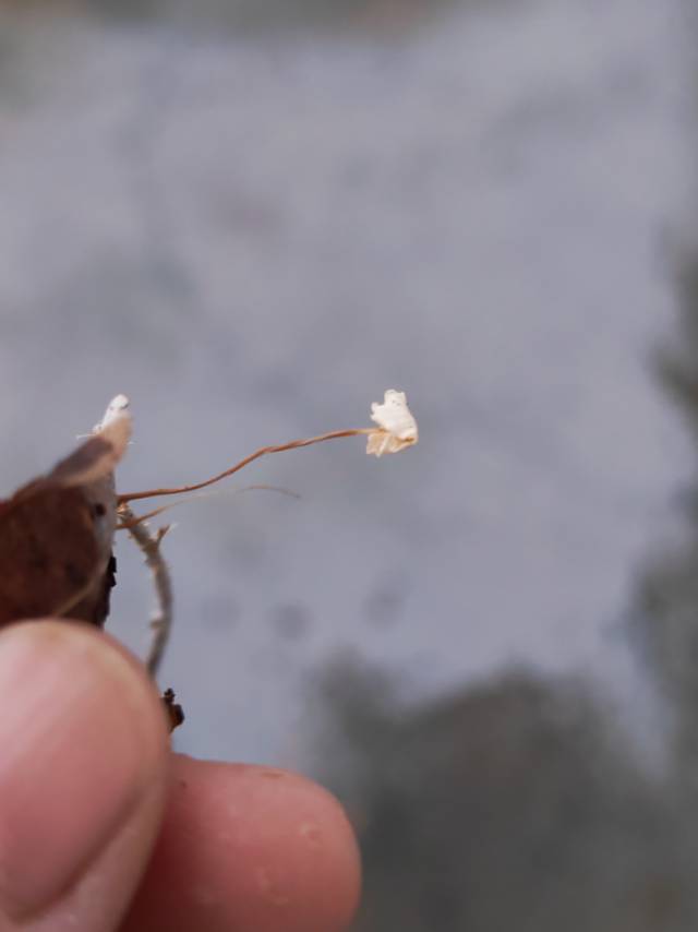 叶生小皮伞