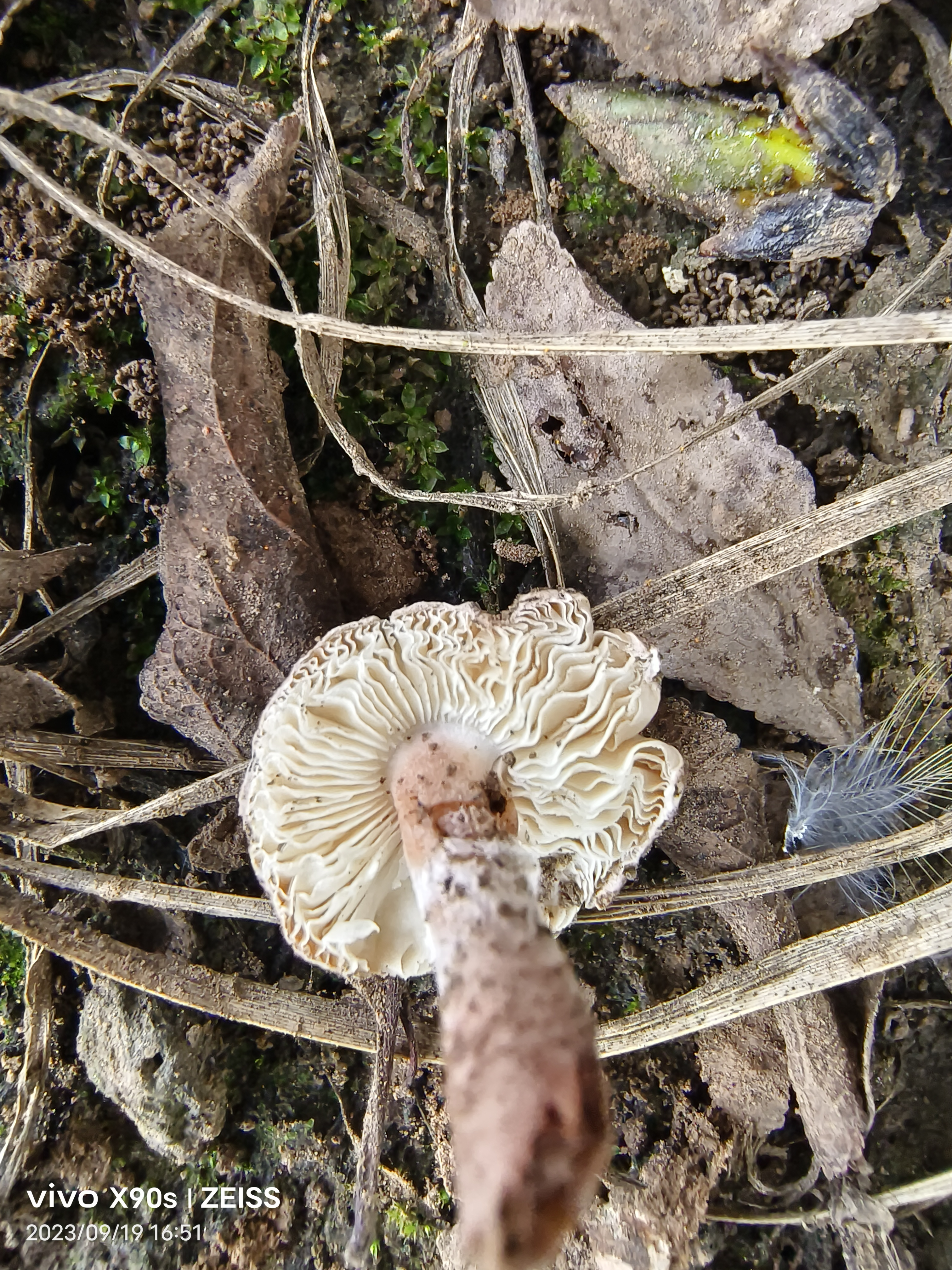 肉褐鳞环柄菇