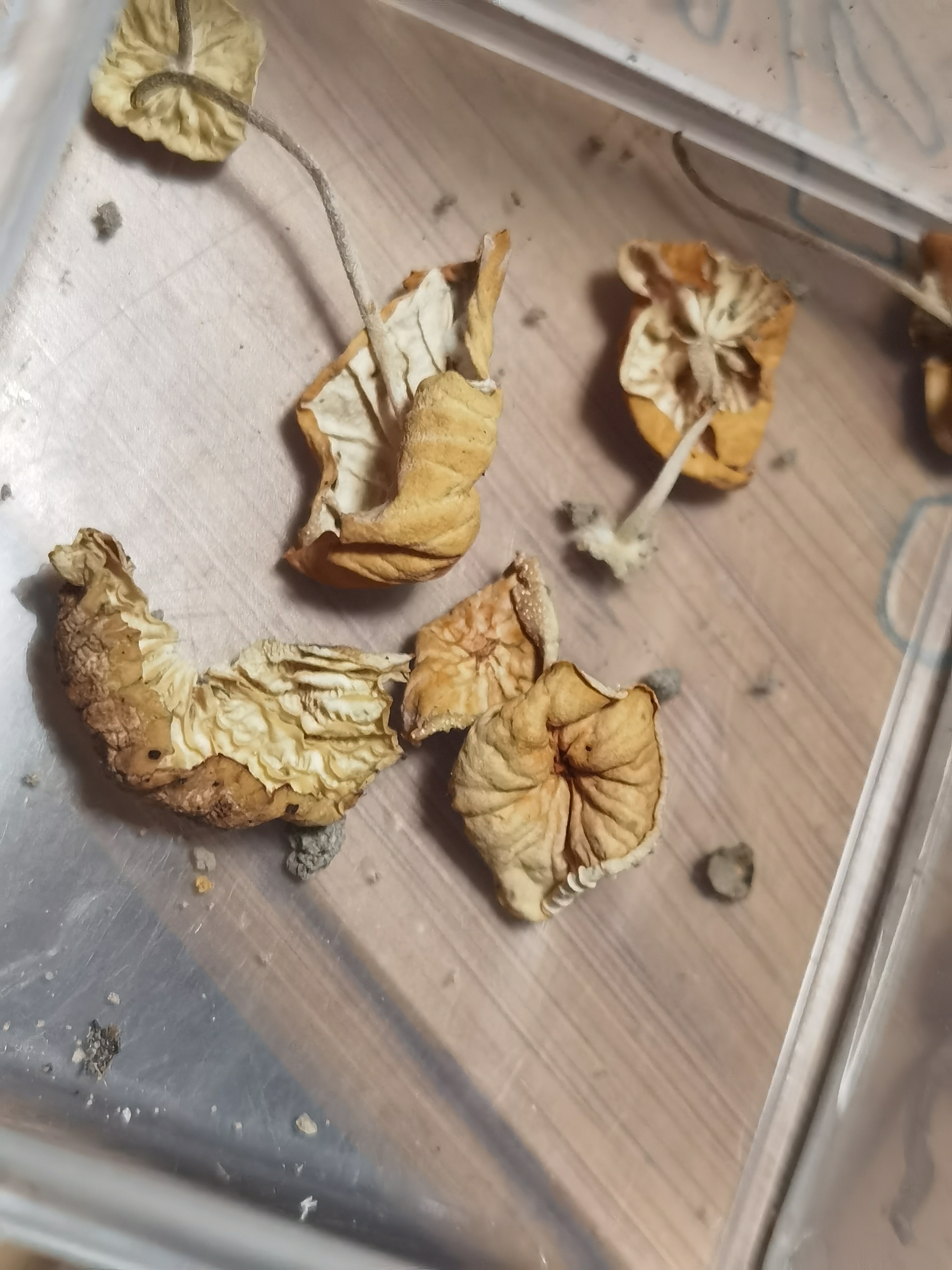 小杯伞属
