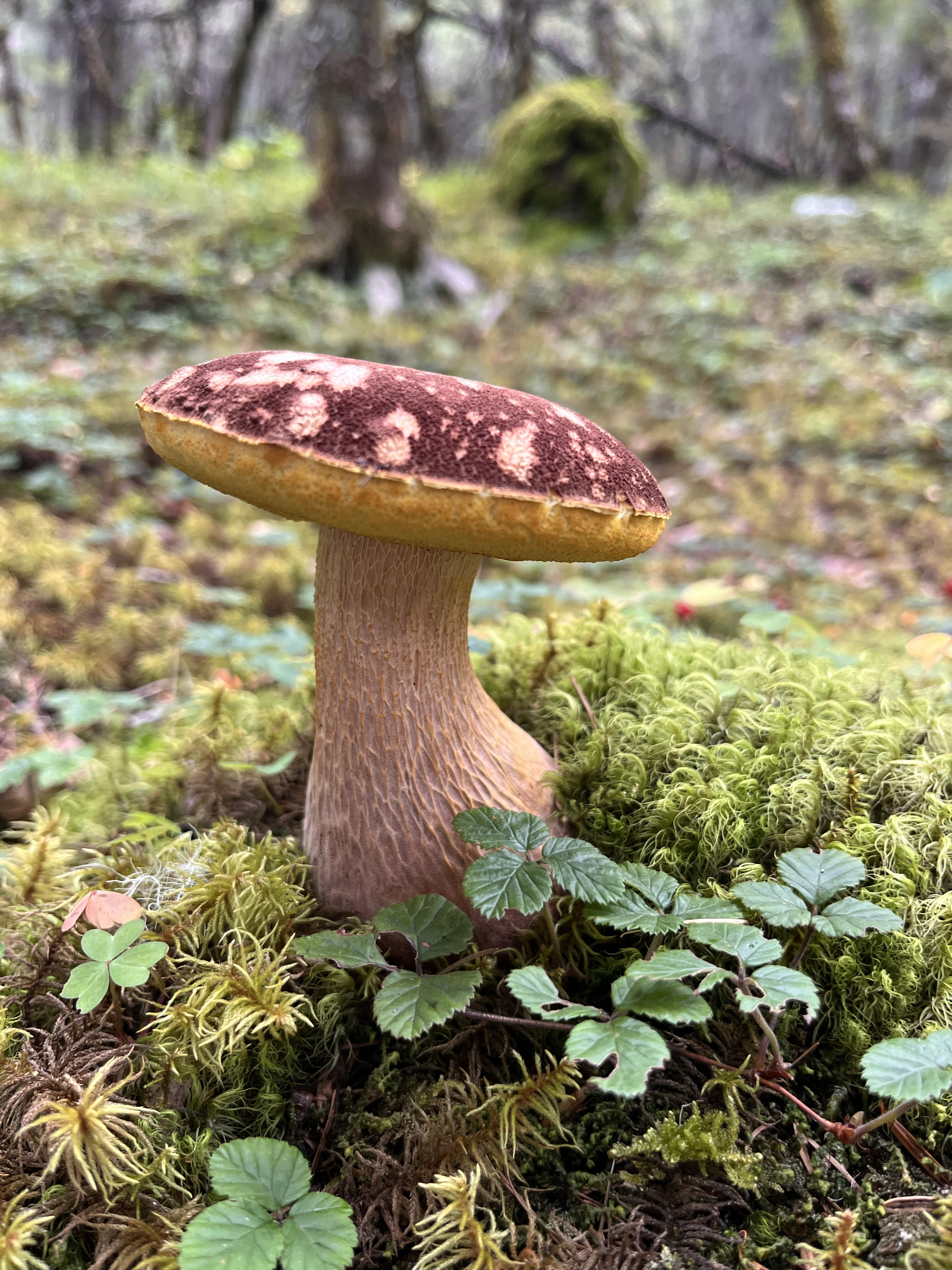 奇特金牛肝菌