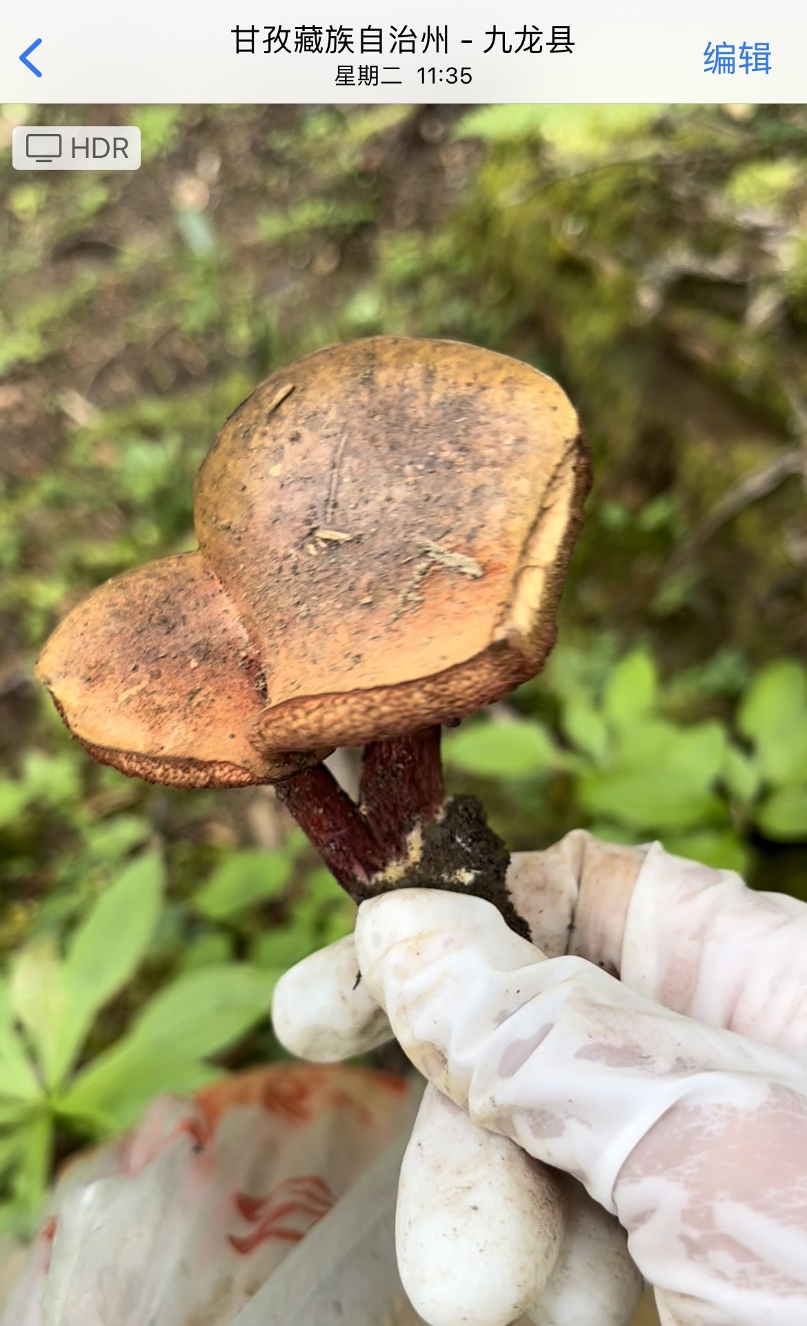 血红新牛肝菌