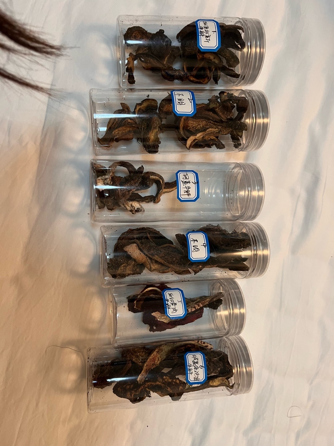 血红新牛肝菌
