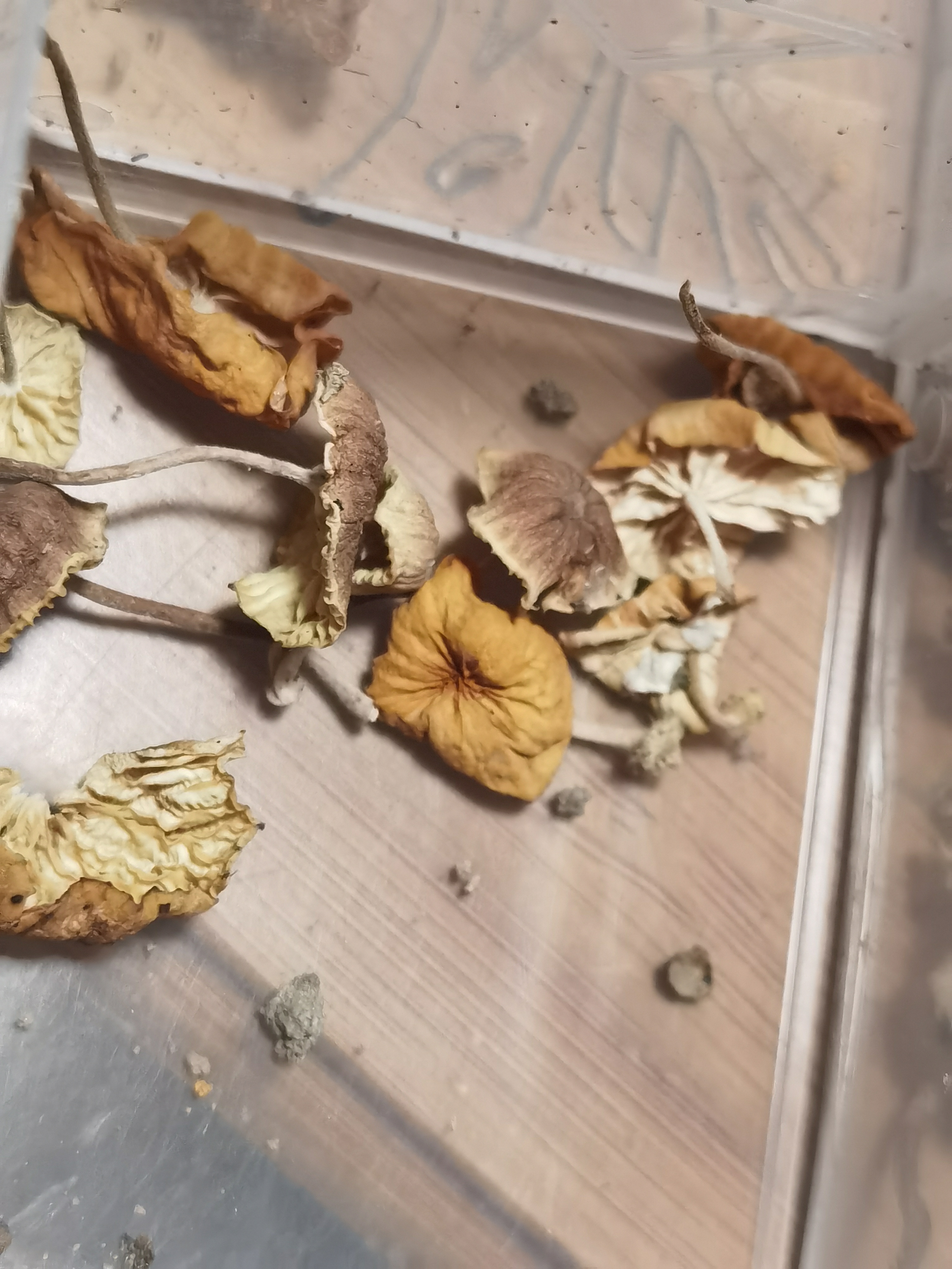 小杯伞属