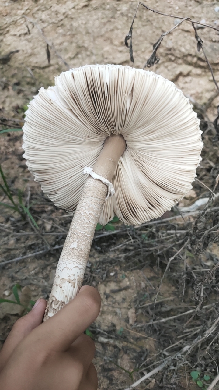 脱皮大环柄菇近似种