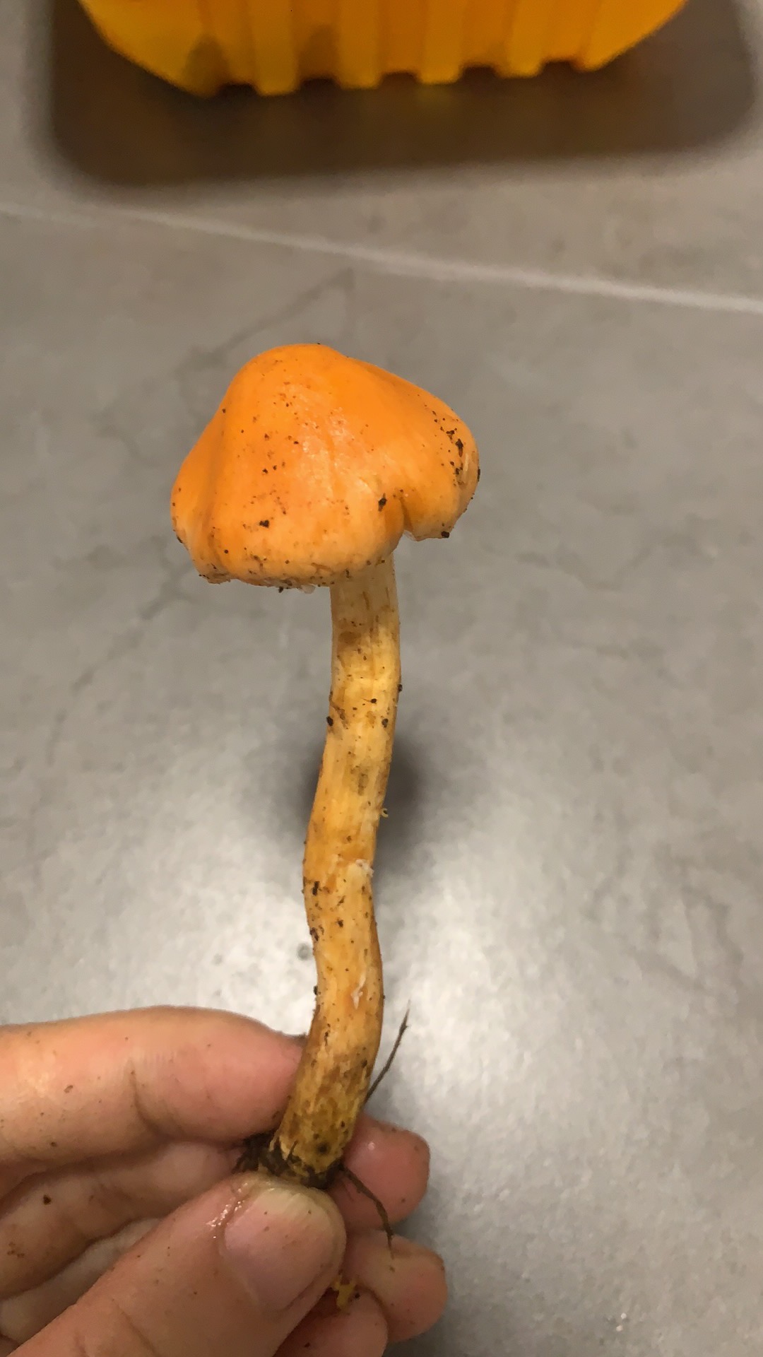 垂暮菇属