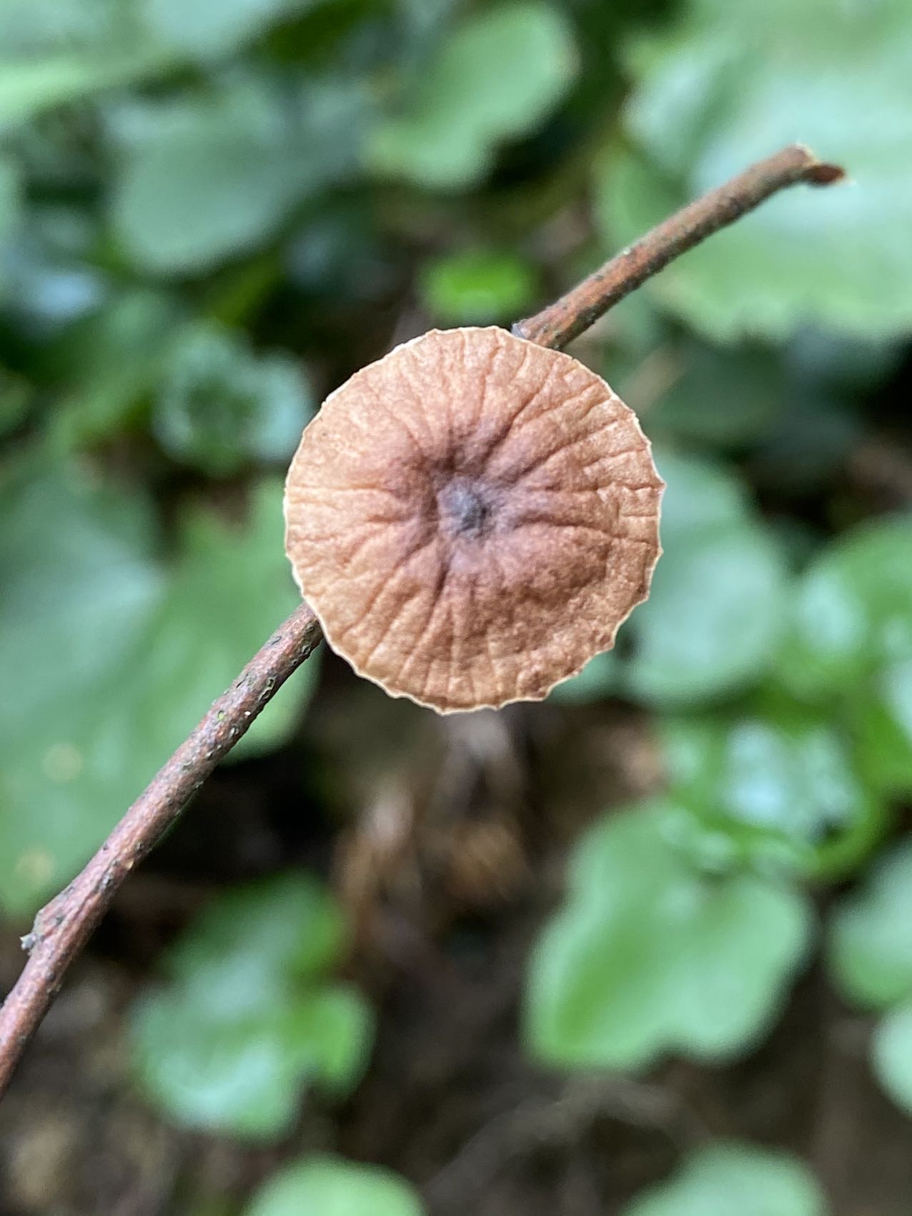 拟小皮伞