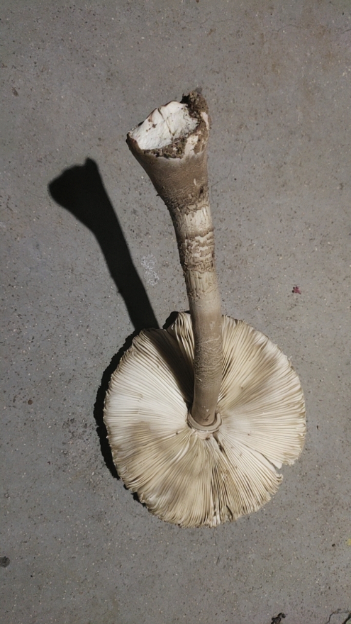 脱皮大环柄菇近似种