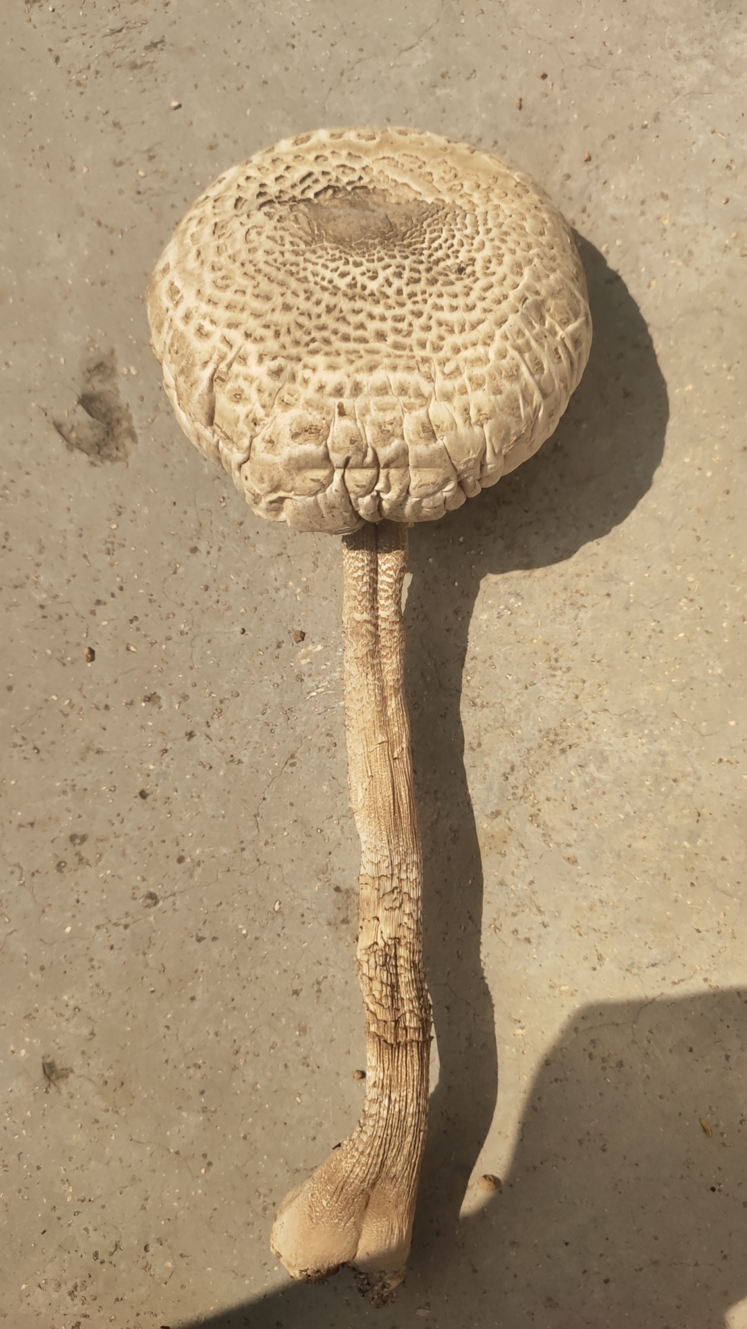 脱皮大环柄菇近似种