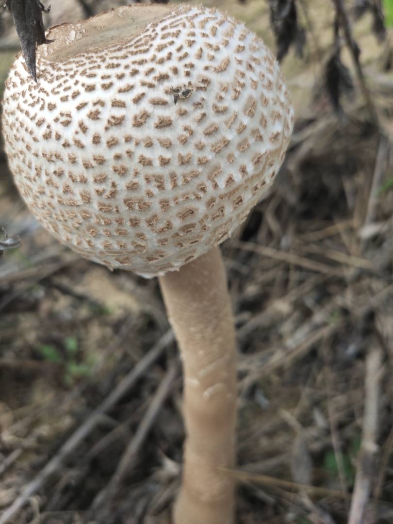脱皮大环柄菇近似种