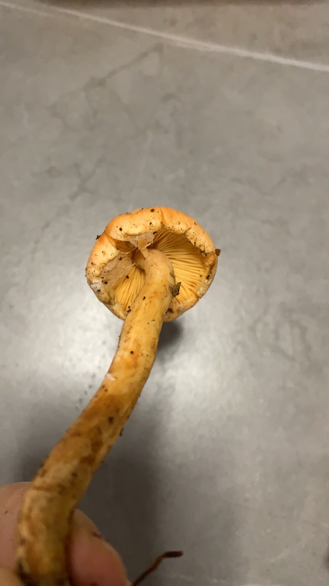 垂暮菇属