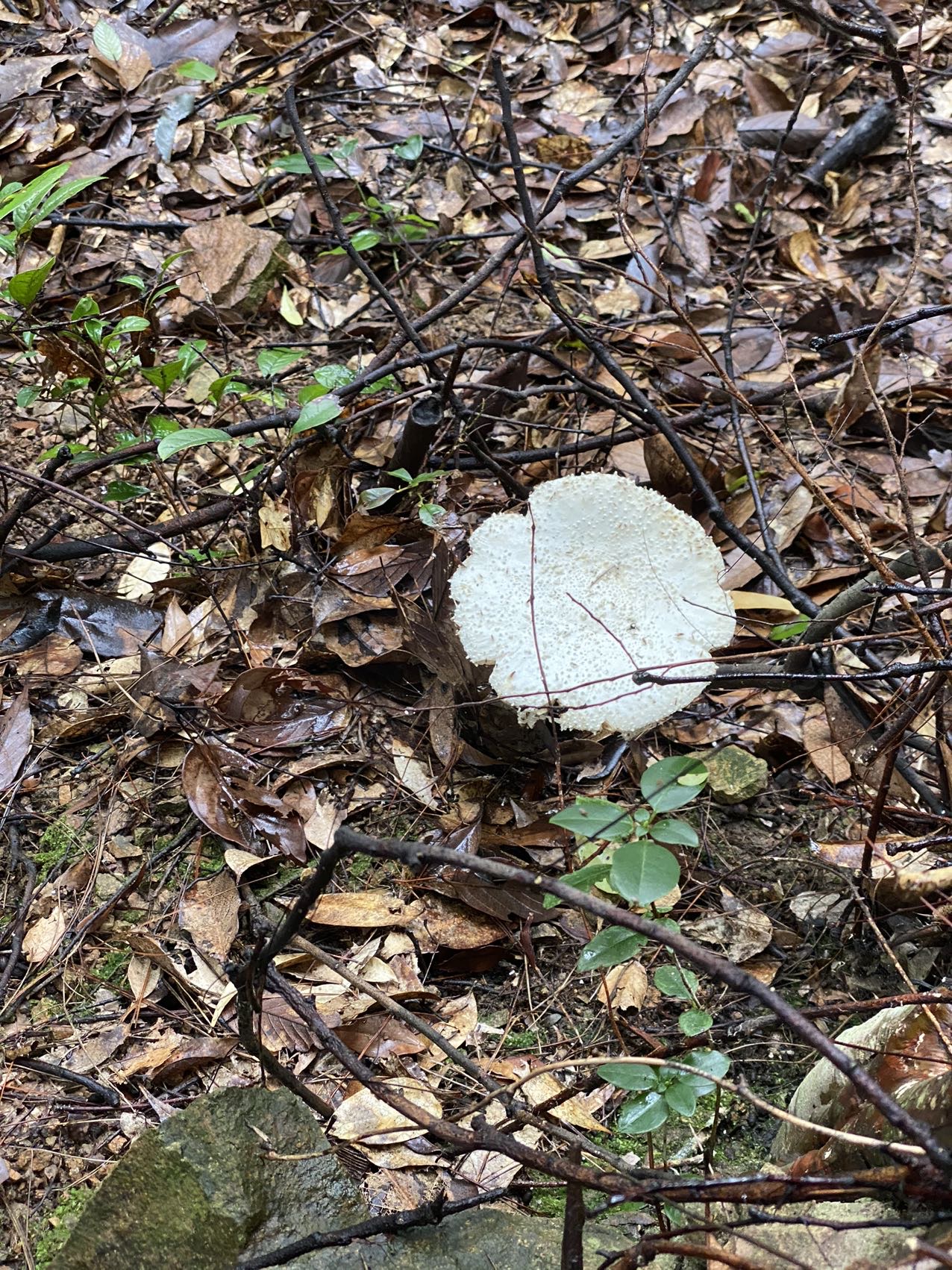 拟小皮伞
