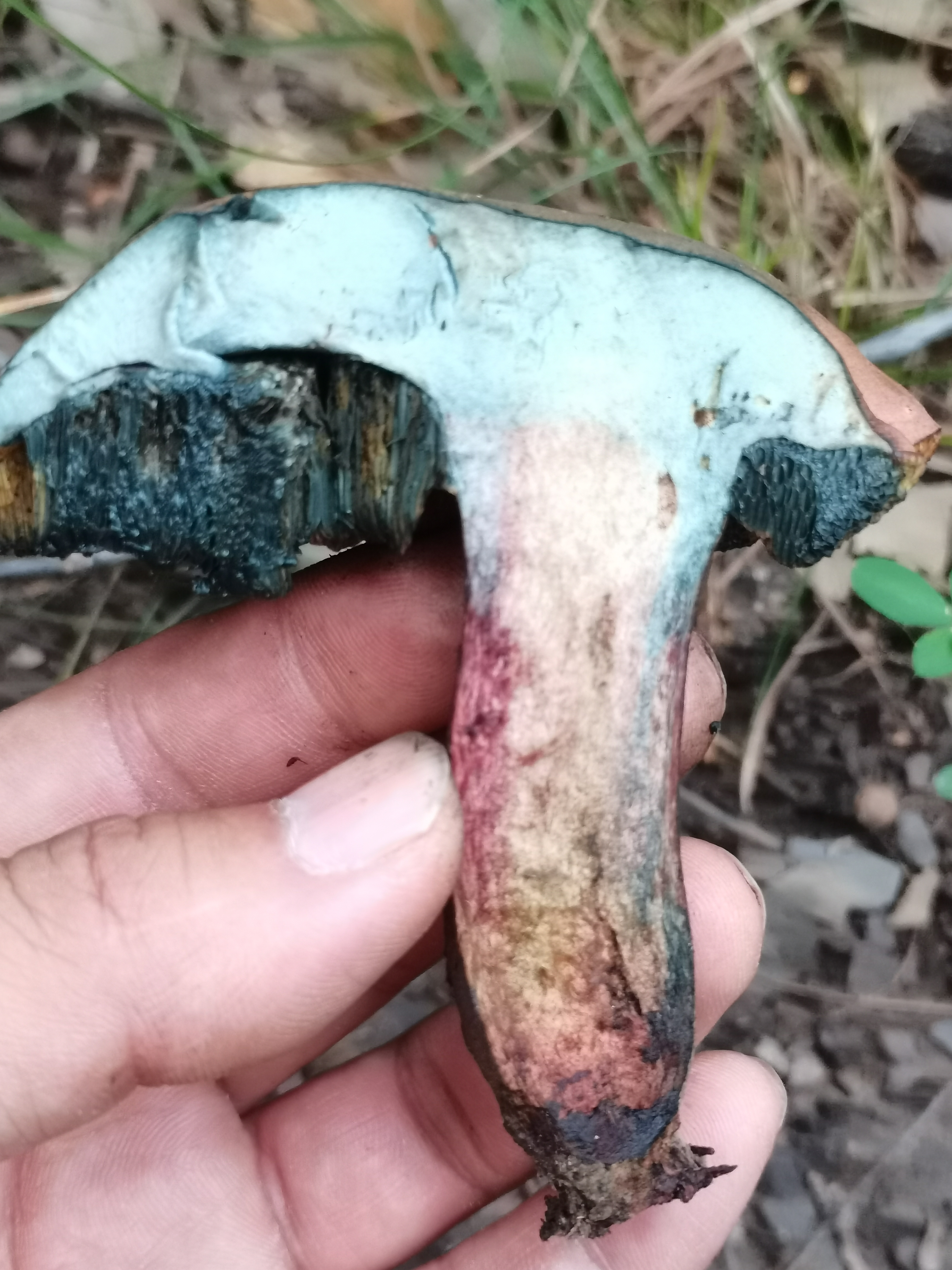 赭黄牛肝菌近似种