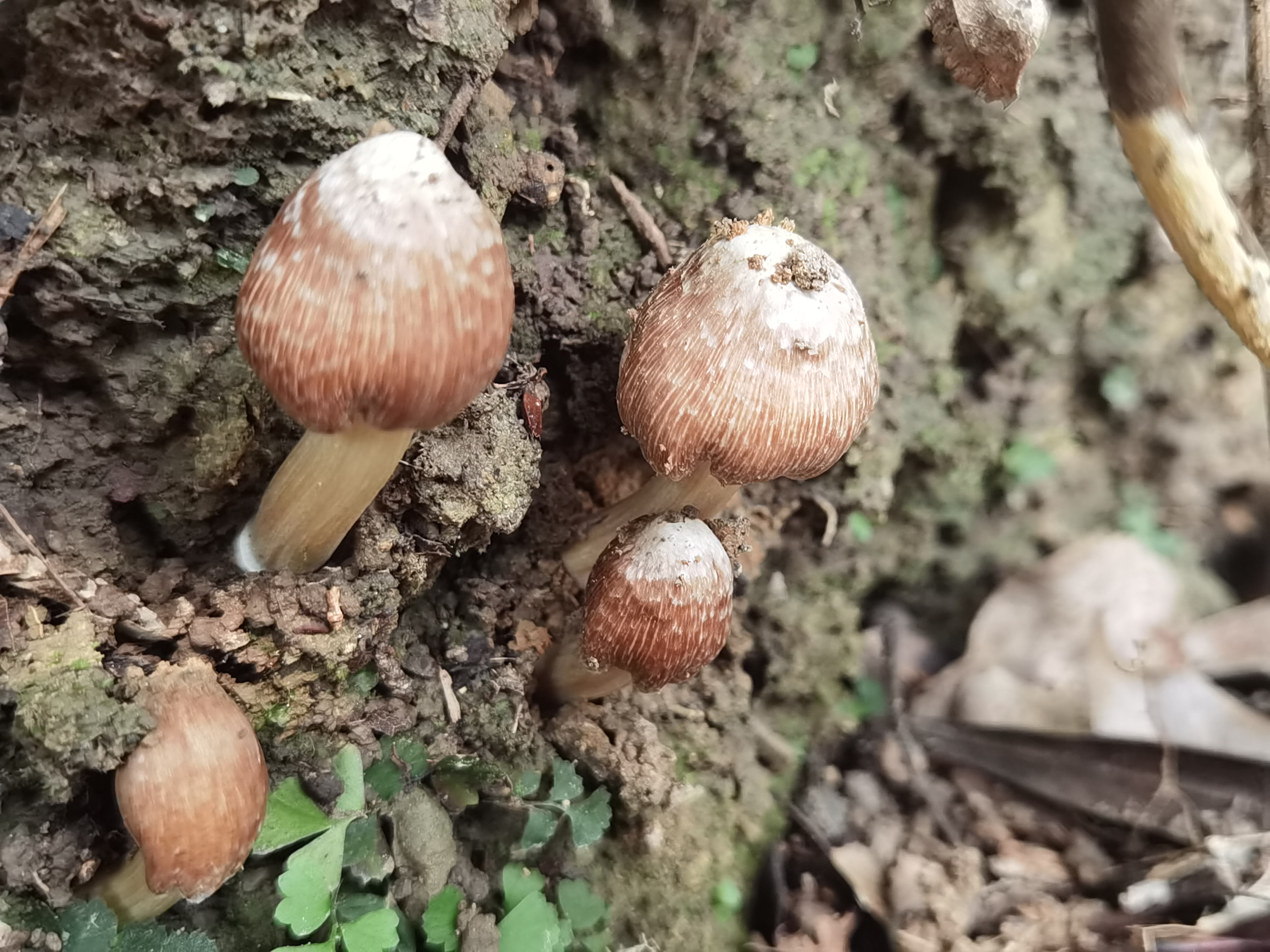 毒蝇歧盖伞（有毒）