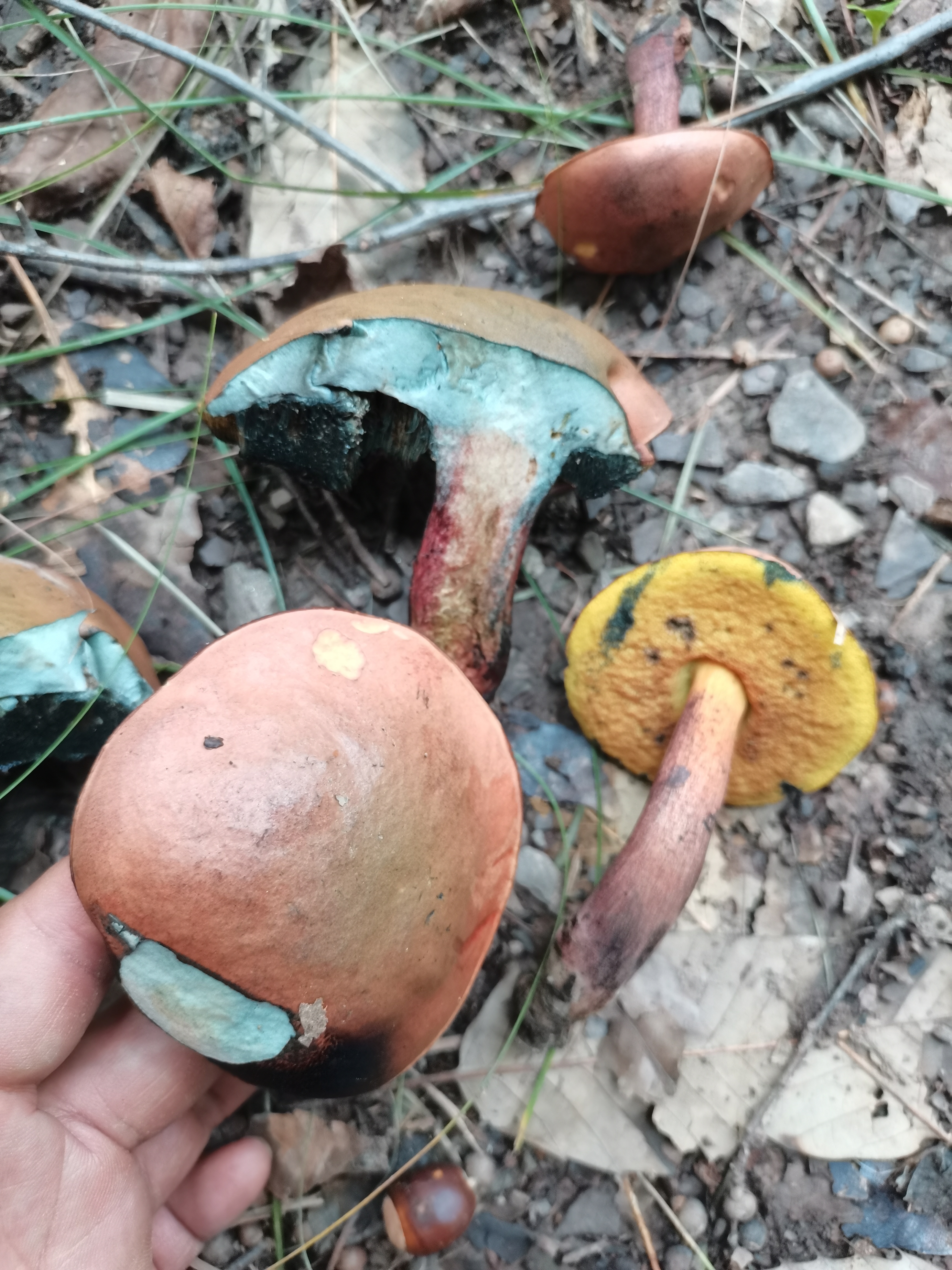 赭黄牛肝菌近似种