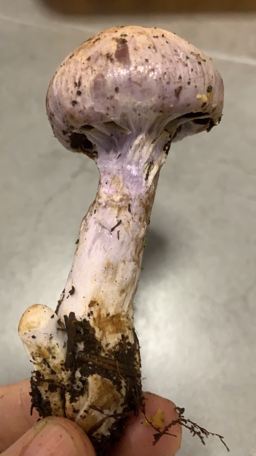 长囊丝膜菌