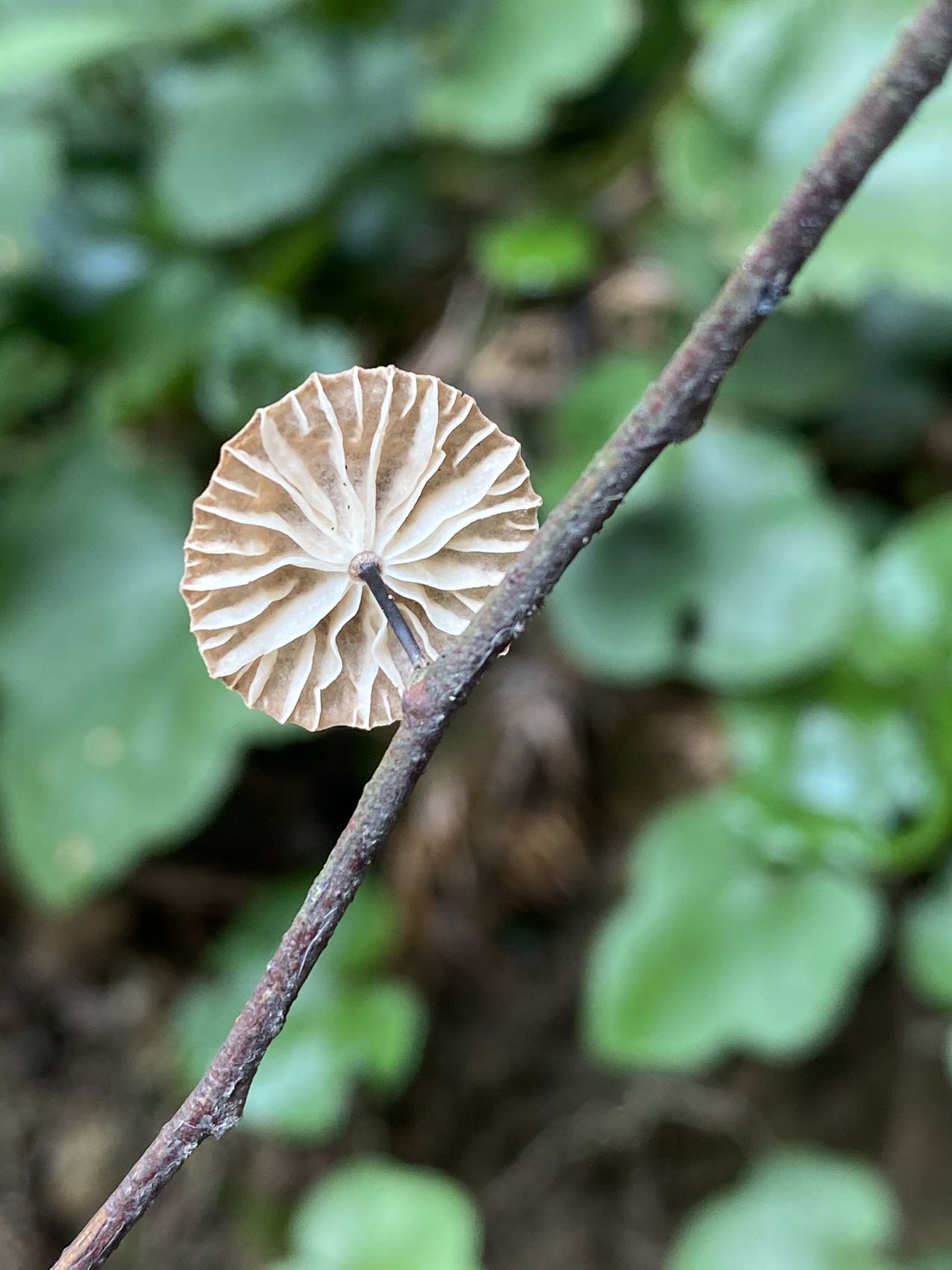 拟小皮伞